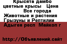 Крысята дамбо цветные крысы › Цена ­ 250 - Все города Животные и растения » Грызуны и Рептилии   . Адыгея респ.,Майкоп г.